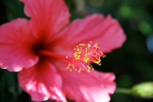 Pink flower