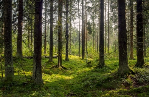 dark forrest_trees